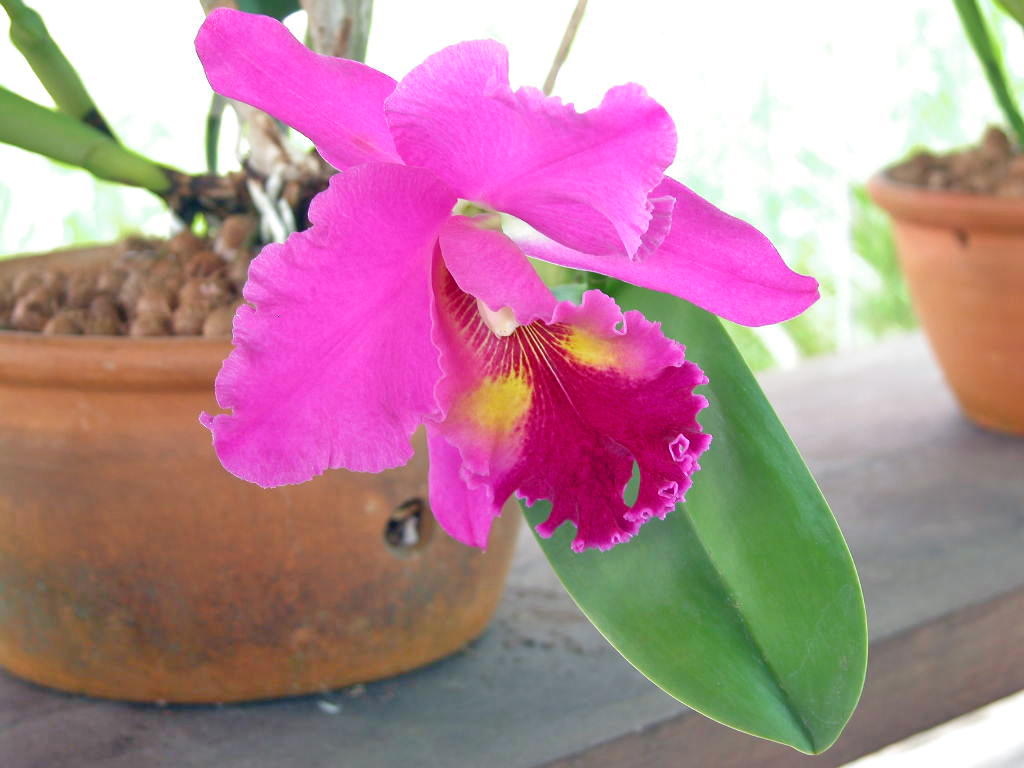 Cattleya dan Kebutuhan Cahayanya