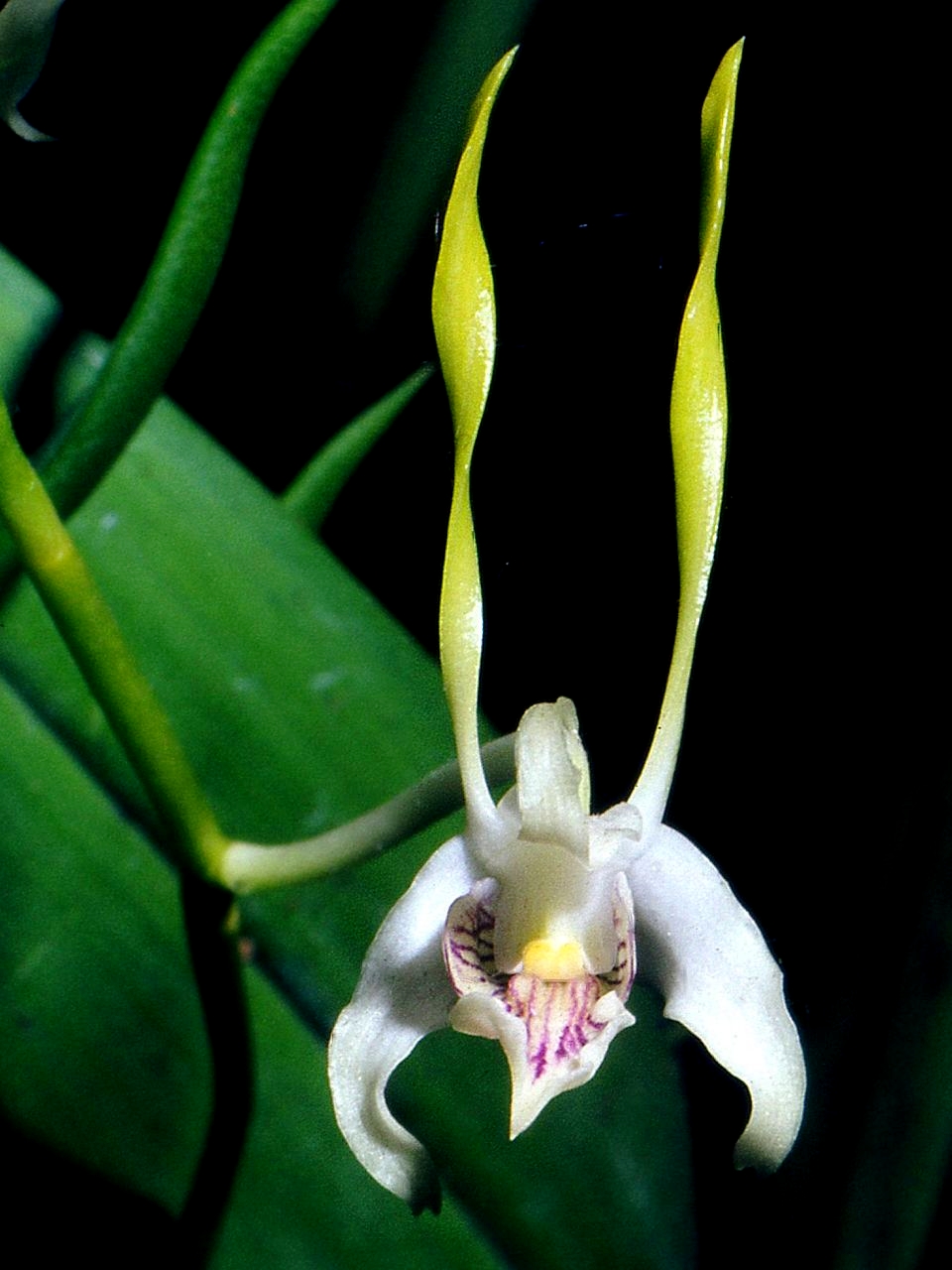 Dendrobium: Musim Kering dan Musim Hujan