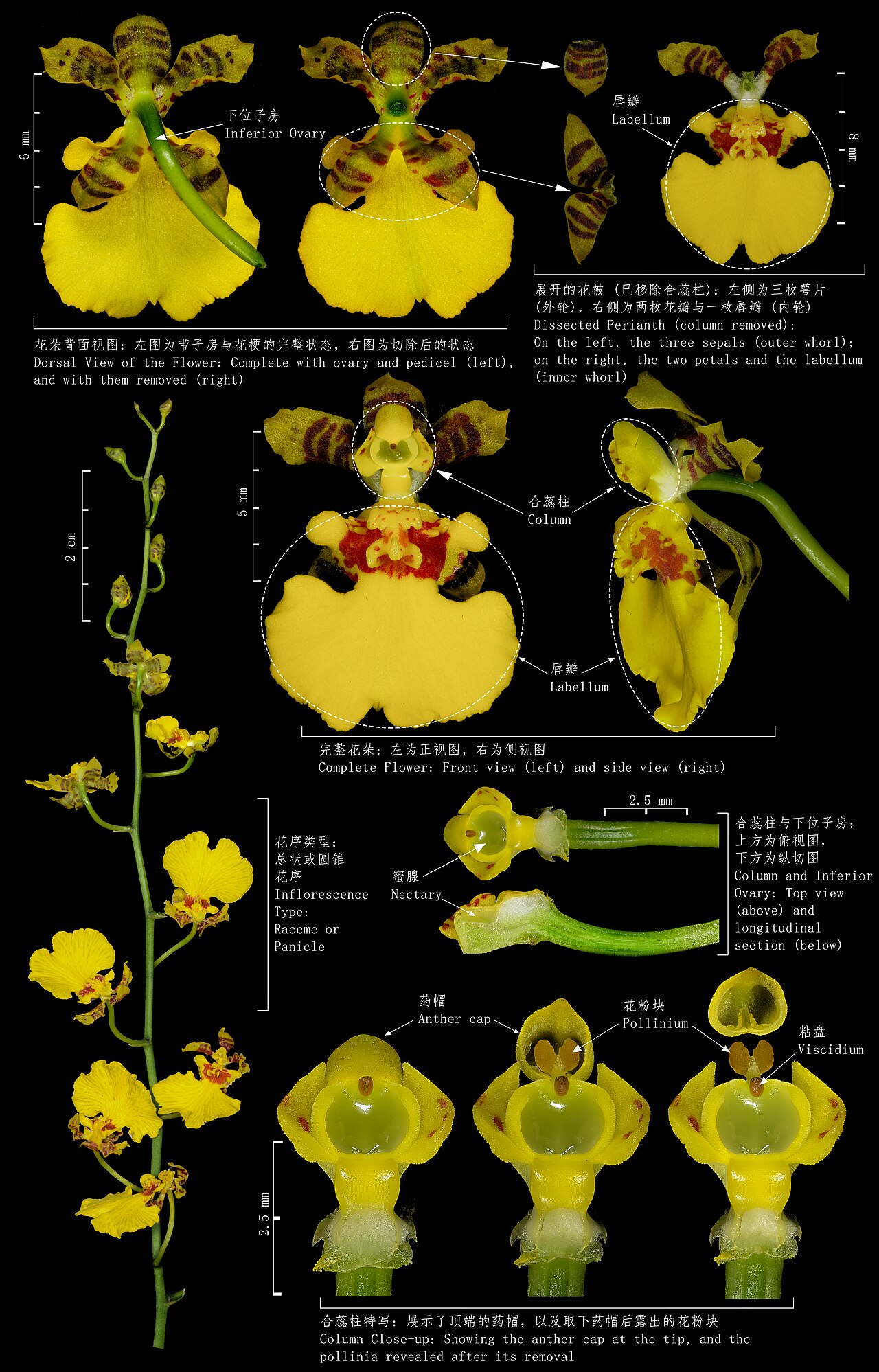 Oncidium dan Pseudobulb yang Berkerut