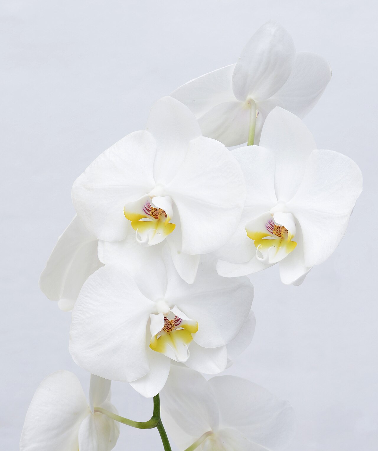 Phalaenopsis di Ambang Jendela