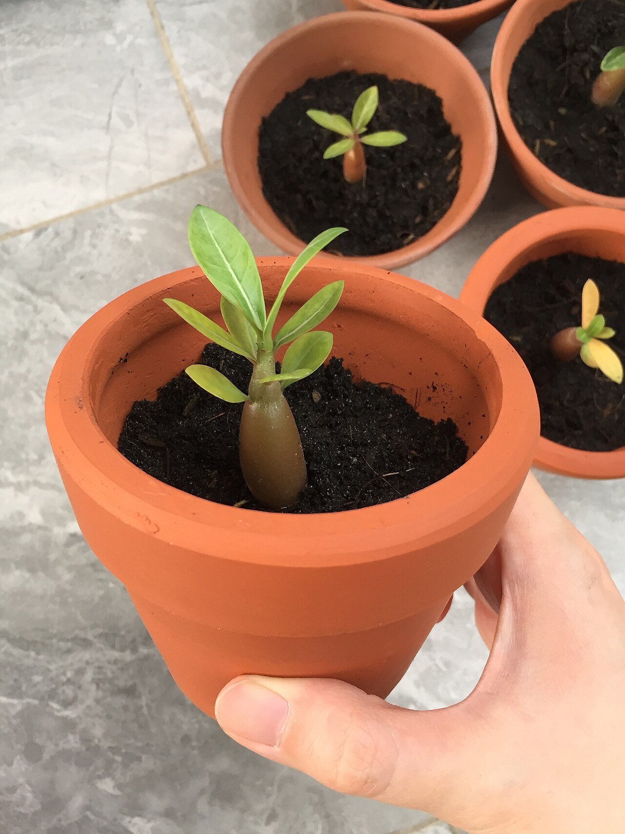 Pot Terakota: Dingin, Berat, dan Berpori