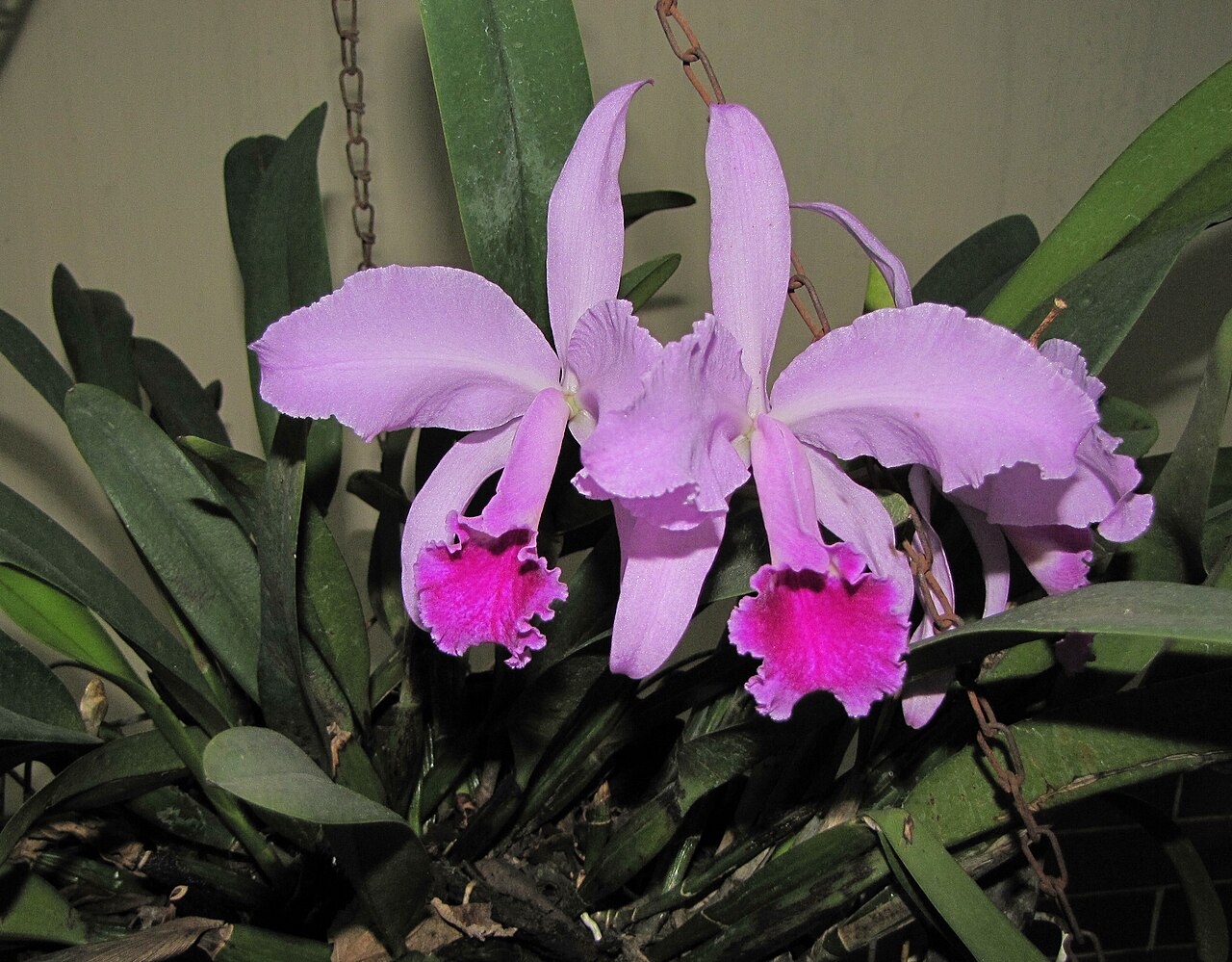 Pseudobulb: Cadangan Air Tanaman
