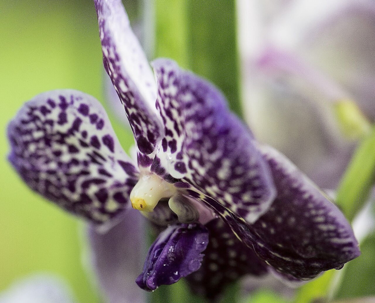 Vanda dengan Akar Terbuka